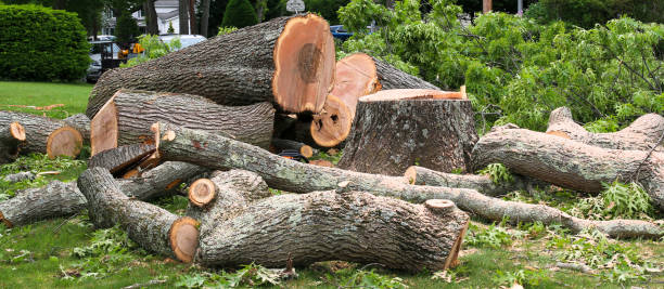 Best Utility Line Clearance  in Delevan, NY