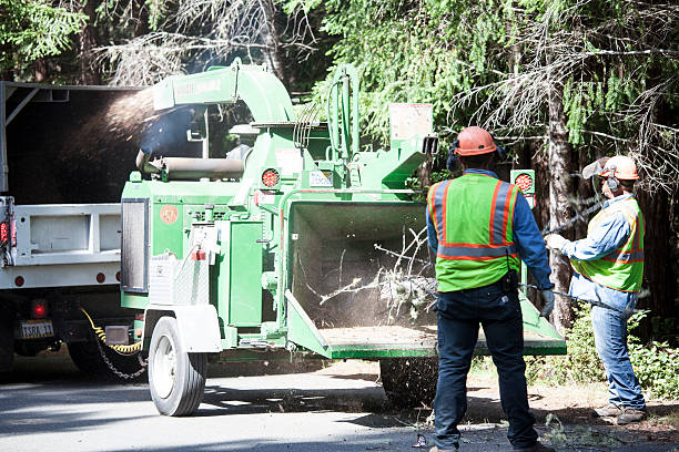 Best Commercial Tree Services  in Delevan, NY
